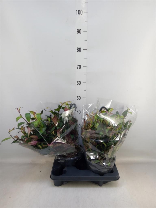 <h4>Aeschynanthus marmoratus</h4>