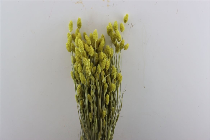 Dried Phalaris X5 Yellow Bunch