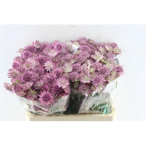 Astrantia Roma Dark Pink