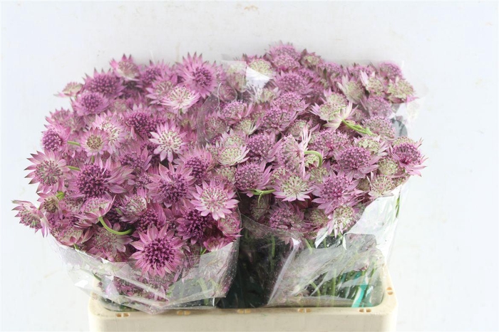 <h4>Astrantia Roma Dark Pink</h4>