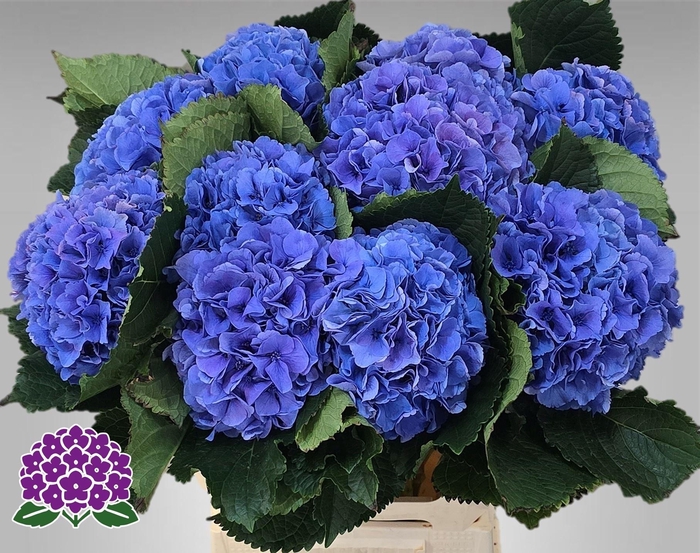 <h4>HYDR M ROYAL PARADE</h4>