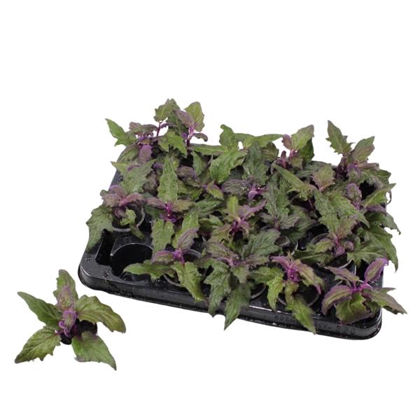 <h4>Gynura aurantiaca</h4>