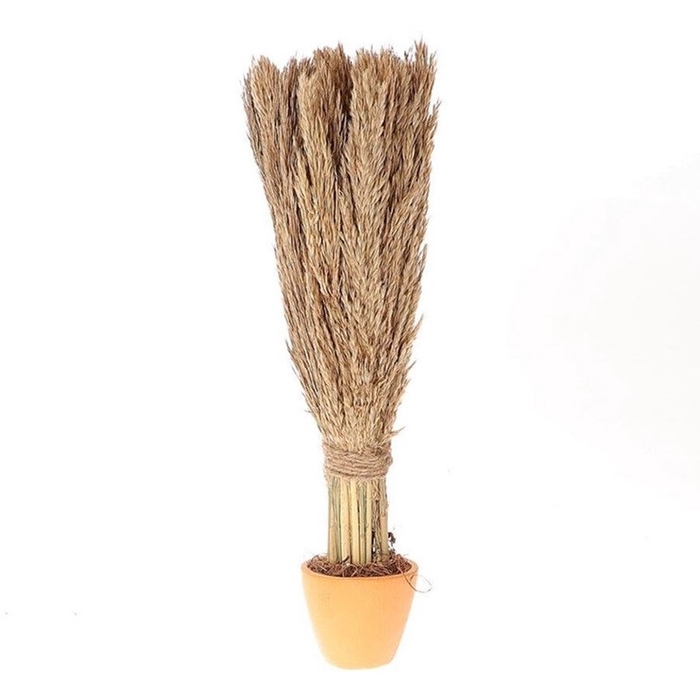 <h4>Dried flowers Pot Nanal grass d16*46cm</h4>