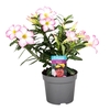 Adenium obesum