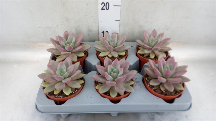 <h4>Succulents   ...</h4>