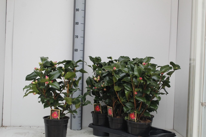 <h4>CAME J DR KING</h4>