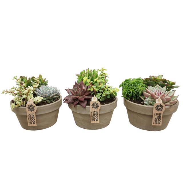 <h4>arr3 UB - Succulent grijs schaal M x3</h4>