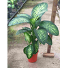 Dieffenbachia overig gemengd