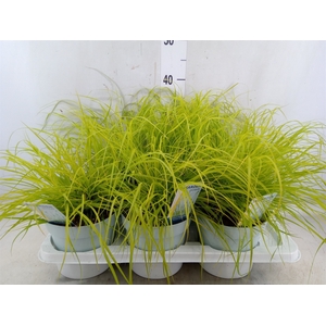Pennisetum alopec. 'Hameln Gold'