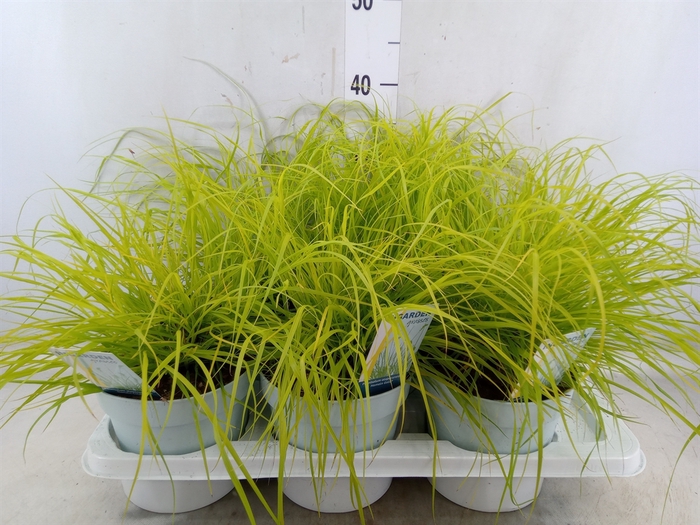 <h4>Pennisetum alopec. 'Hameln Gold'</h4>