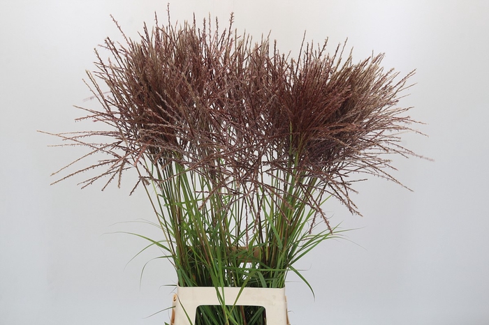 <h4>Miscanthus Rotfeder</h4>