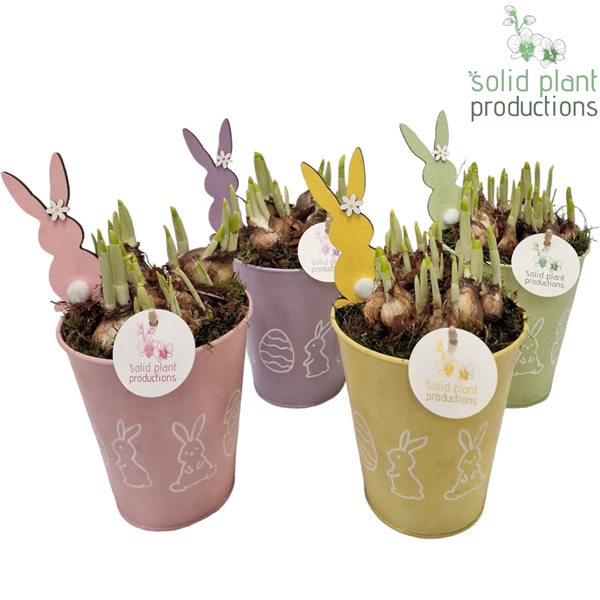 <h4>Arrangementen Bol/knolgewas 6%</h4>