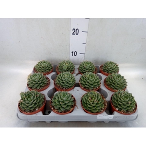 Echeveria   ...