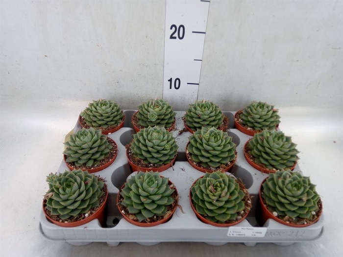 <h4>Echeveria   ...</h4>