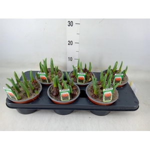 Tulipa DU   ...