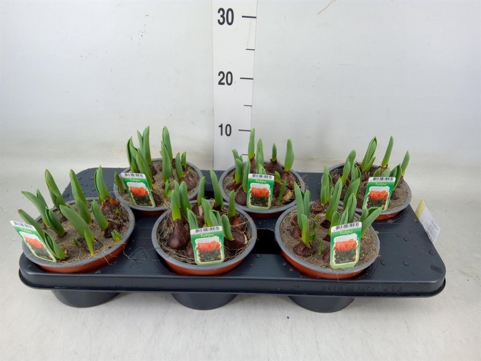 <h4>Tulipa DU   ...</h4>