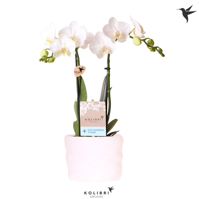 <h4>Kolibri Orchids Phalaenopsis Amabillis 2 spike in pot white with easy watering system</h4>