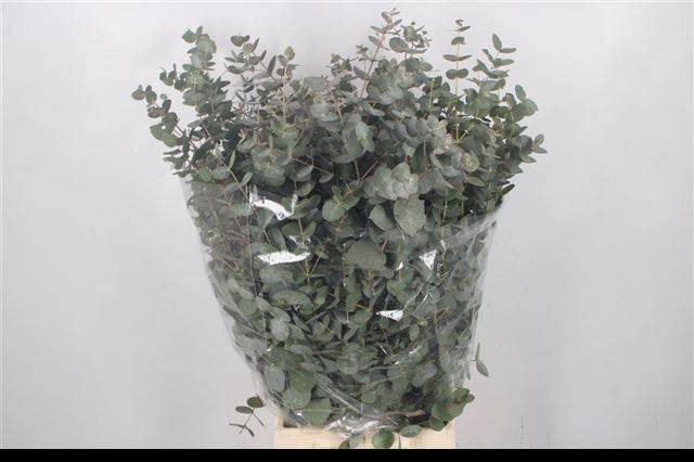 <h4>EUC CINEREA PER BOS</h4>