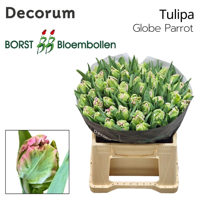 <h4>TU PA GLOBE PARROT</h4>