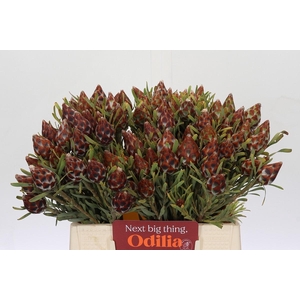 Cape Green Plumosum Rubrum