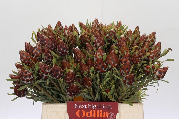 <h4>Cape Green Plumosum Rubrum</h4>