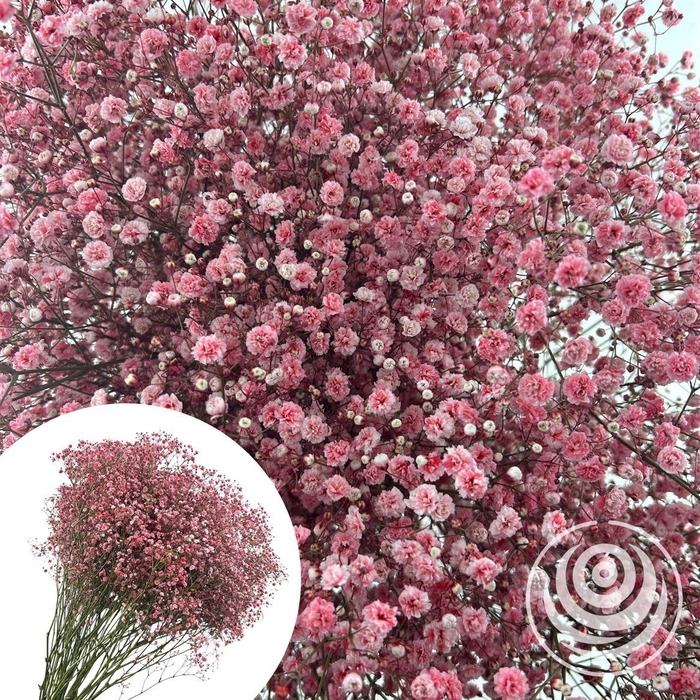 <h4>Gyps Xlence Red 40gr</h4>