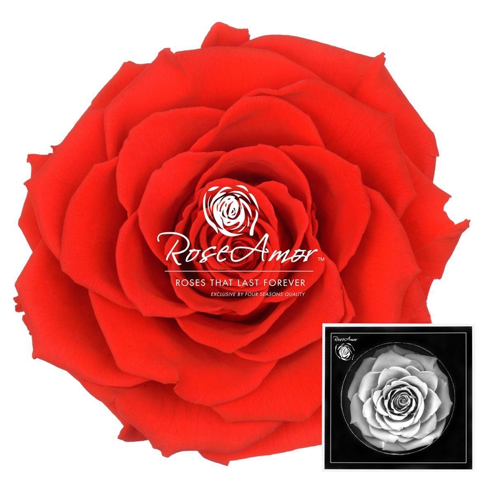 <h4>Bonita Ora03</h4>