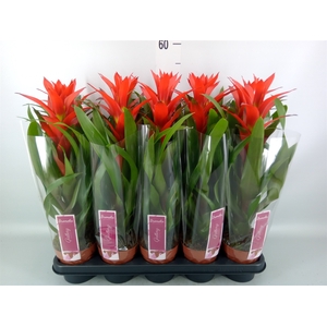Guzmania  'Ostara'