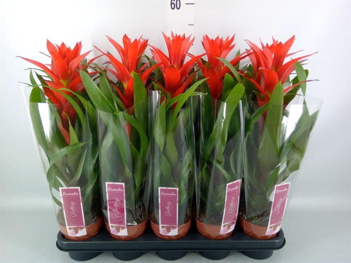 <h4>Guzmania  'Ostara'</h4>