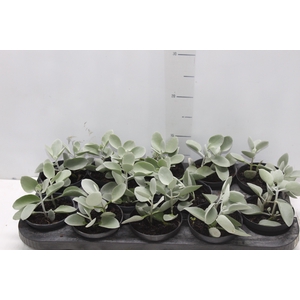 KALANCHOE BRACTEATA P11