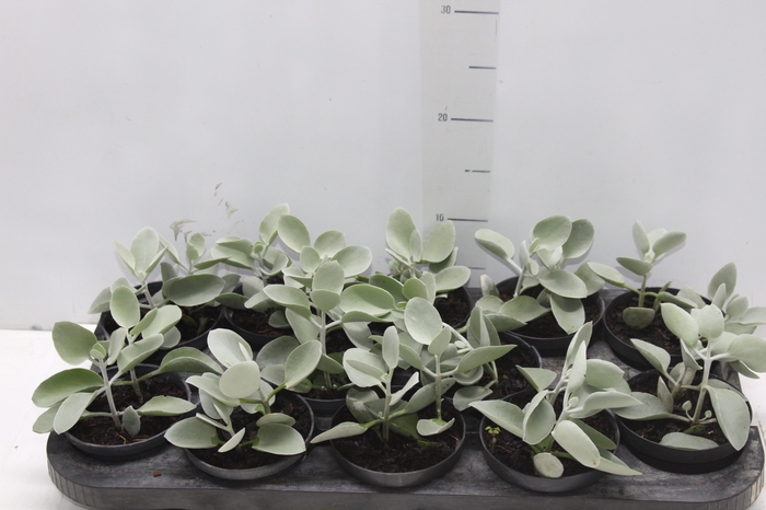 <h4>KALANCHOE BRACTEATA P11</h4>