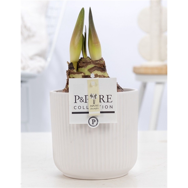 <h4>Hippeastrum red in P&PURE Sophie ceramics white</h4>
