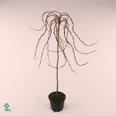 Salix caprea 'Curly Locks' 120ST