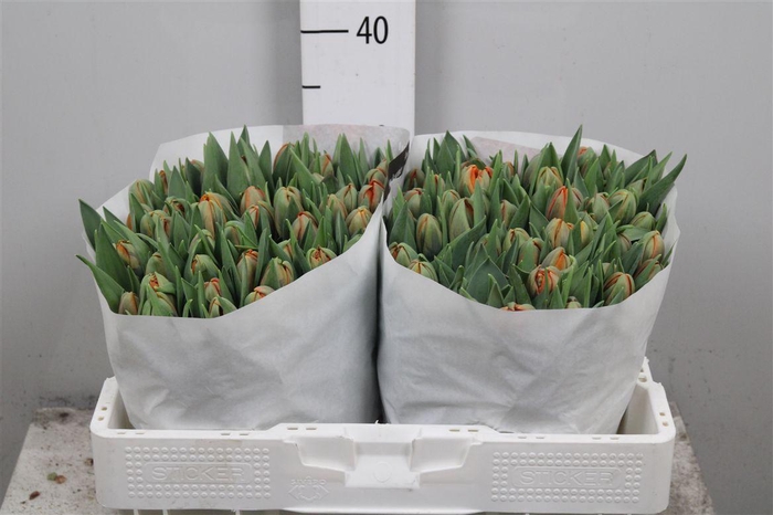 <h4>Tu En Escape</h4>