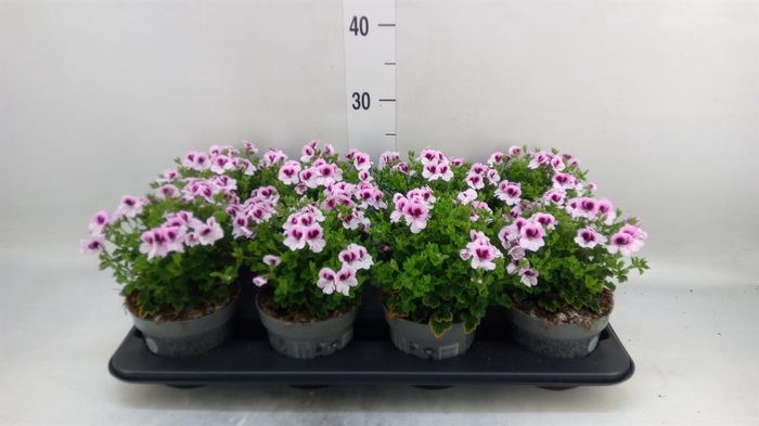 <h4>Pelargonium gran.   ..</h4>