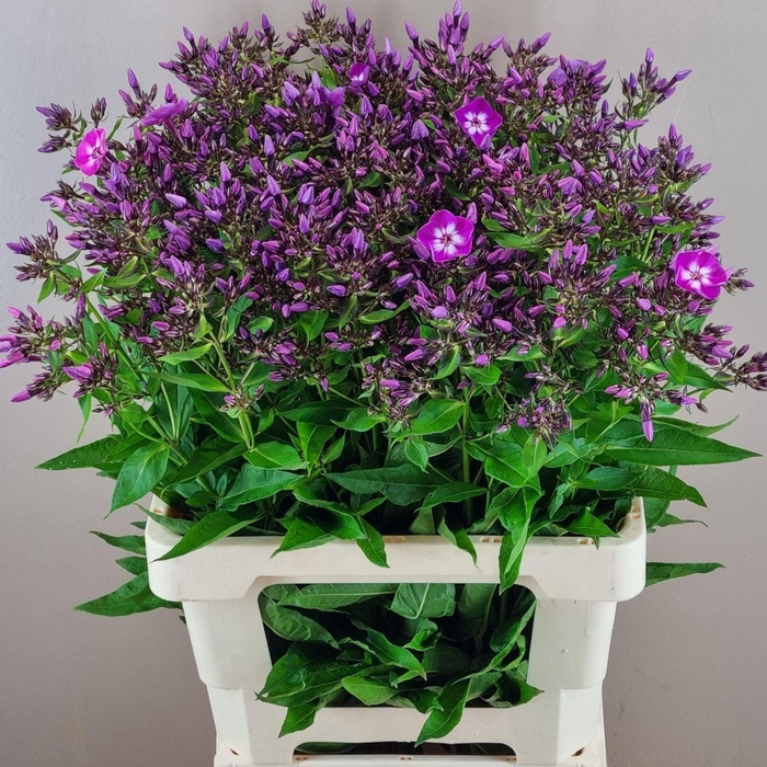 <h4>PHLOX P LAURA</h4>