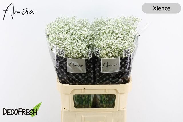 <h4>Gyps Pa Xlence</h4>