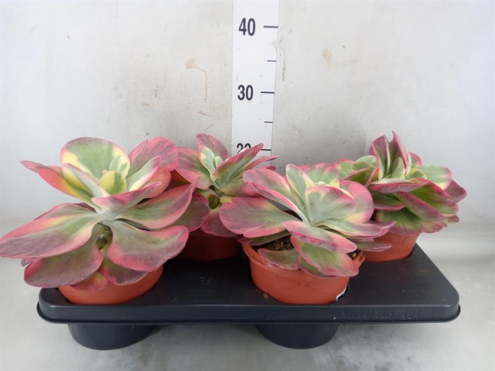 <h4>Kalanchoe NF thyrsiflora</h4>