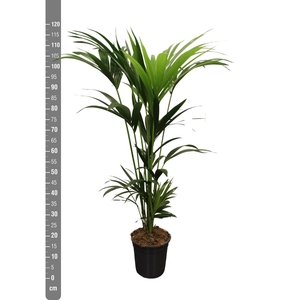HOWEA FORSTERIANA
