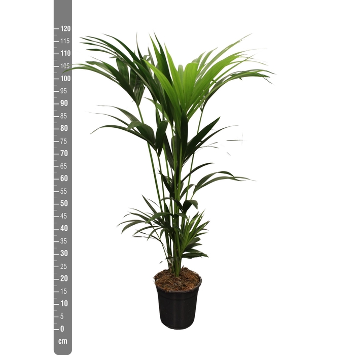 <h4>HOWEA FORSTERIANA</h4>