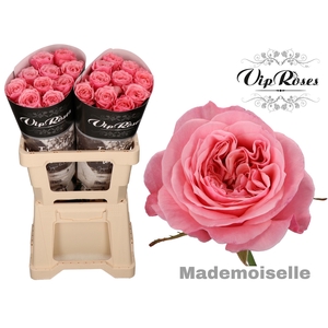 R GR MADEMOISELLE