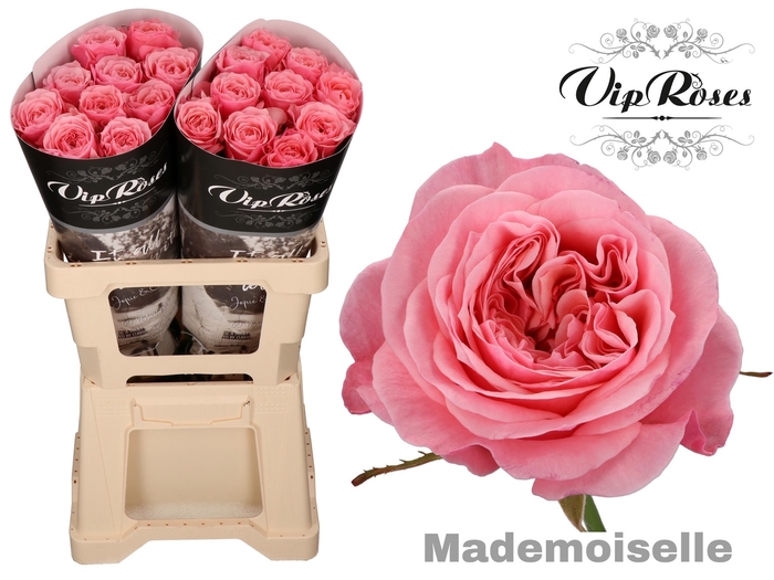 R GR MADEMOISELLE