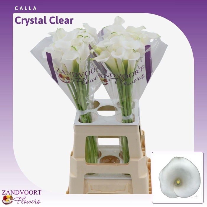 <h4>Calla Crystal Clear</h4>