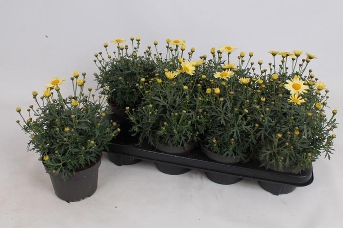 <h4>ARG LA RITA YELLOW</h4>