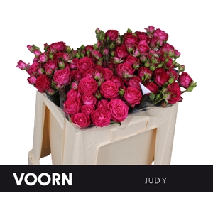 Rosa spray judy