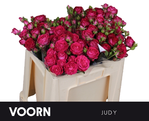 <h4>Rosa spray judy</h4>