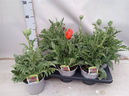<h4>Papaver Or Brilliant</h4>
