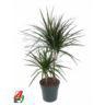 <h4>30-10 2 stek/pot</h4>