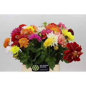 Dahlia Gemengd in bos