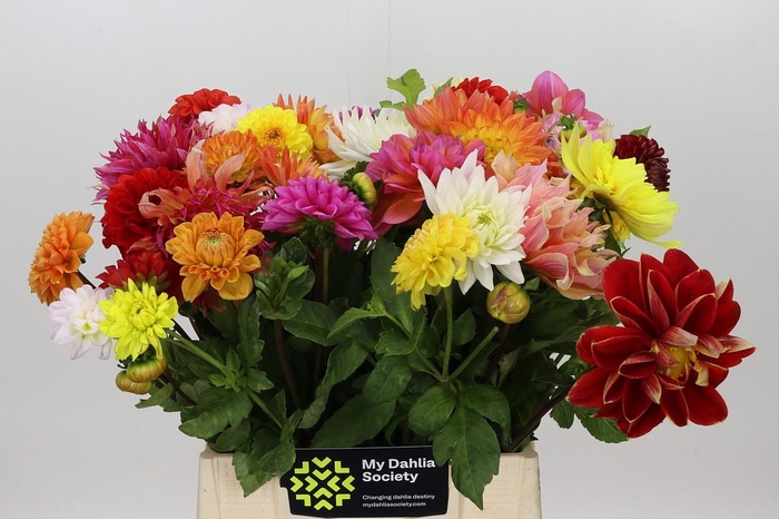 <h4>Dahlia Gemengd in bos</h4>